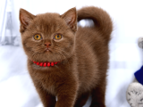 Ci̇nnamon Female
