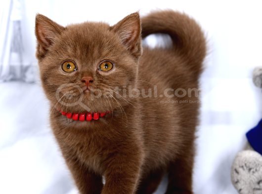 Ci̇nnamon Female görsel