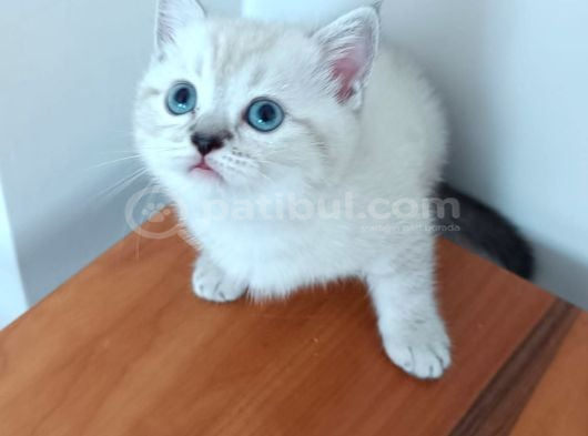 Evinizin neşesi olacak  bebekler teslime hazır İstanbul