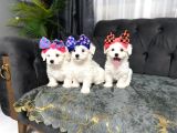 Erkek Güzeli̇ Son Maltese Yavrum