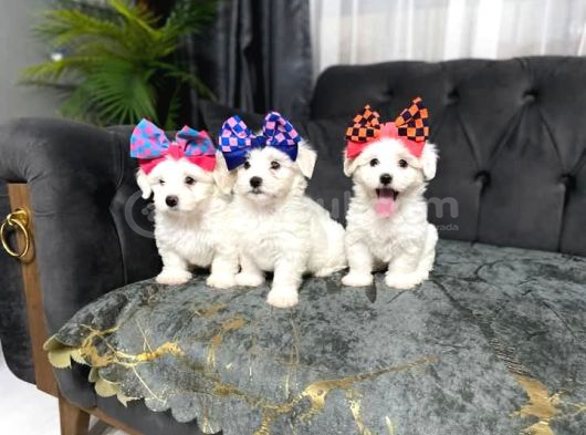 Erkek Güzeli̇ Son Maltese Yavrum
