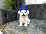 Erkek Güzeli̇ Son Maltese Yavrum