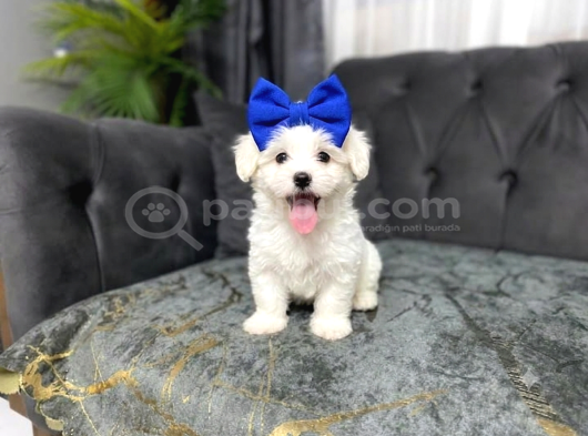 Erkek Güzeli̇ Son Maltese Yavrum görsel
