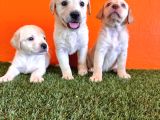 Burkemden Labrador Retriever Yavrular