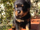 Eğitmenden Rottweiler Yavruları