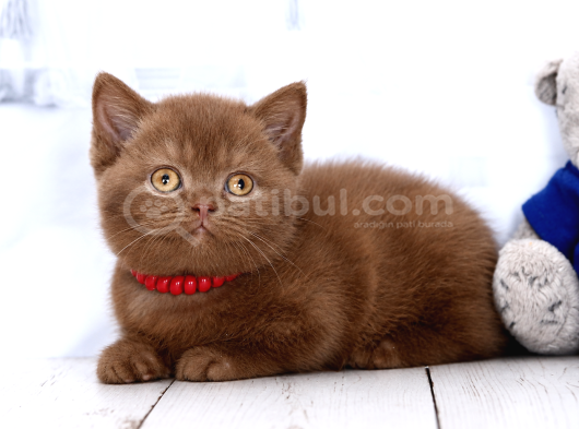 Ci̇nnamon Female