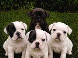 Uygun Ücretli French Bulldog