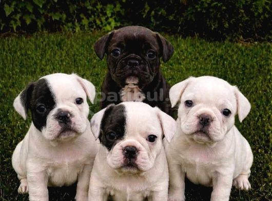 Uygun Ücretli French Bulldog