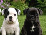 Uygun Ücretli French Bulldog