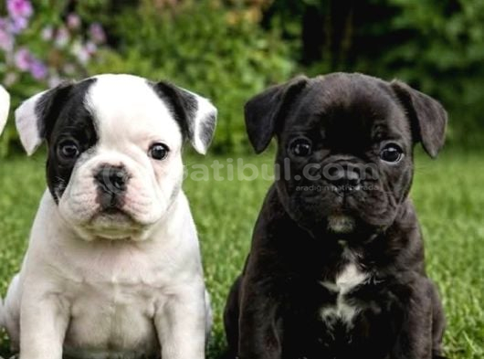 Uygun Ücretli French Bulldog görsel