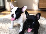 Uygun Ücretli French Bulldog