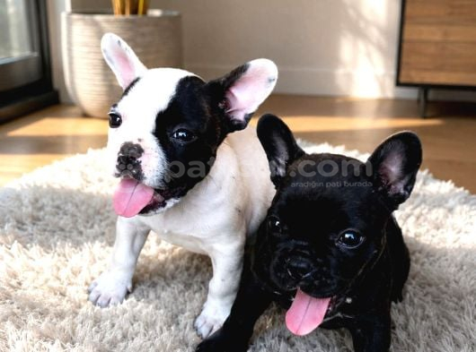 Uygun Ücretli French Bulldog görsel
