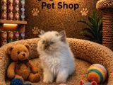 Irkının En Güzelinden British Longhair Blue Point Yavrumuz