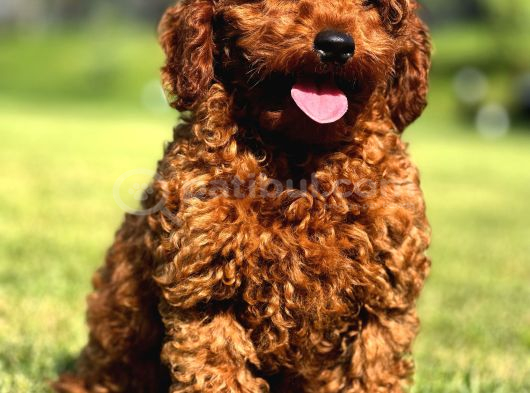 Ruhsatli Çi̇ftli̇kten Poodle Bebekler görsel