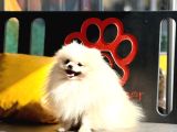 Kuşadasında Panda Pomeranian Yavrusu