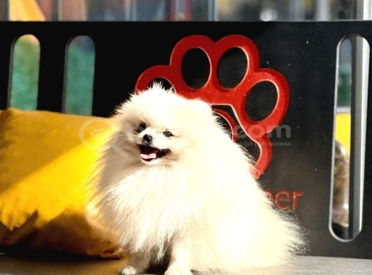Kuşadasında Panda Pomeranian Yavrusu görsel