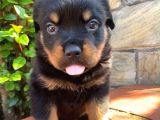 Eğitmenden Rottweiler Yavruları