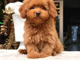 Poodle Yavrumuz Aşk Tadında