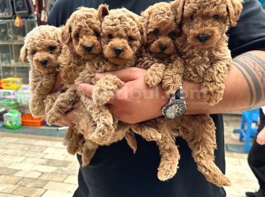 A Kalite Sağlıklı Poodle Bebekler görsel