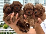 A Kalite Sağlıklı Poodle Bebekler