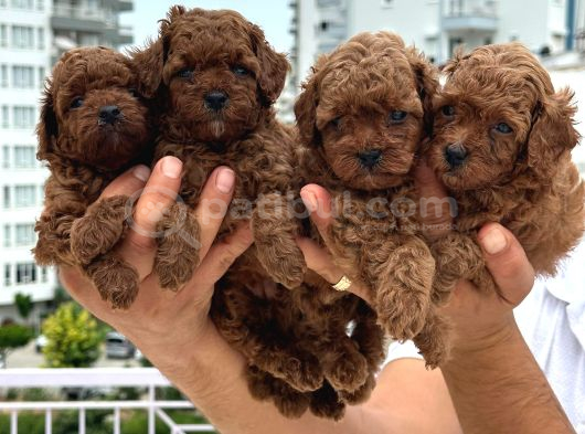 A Kalite Sağlıklı Poodle Bebekler görsel