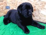 İstanbul Çi̇ftli̇kten Labrador Retri̇ever