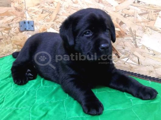 İstanbul Çi̇ftli̇kten Labrador Retri̇ever görsel
