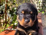 Eğitmenden Rottweiler Yavruları