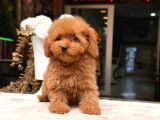 Poodle Yavrumuz Aşk Tadında