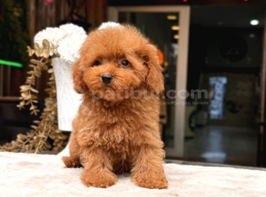 Poodle Yavrumuz Aşk Tadında görsel