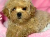 Toy Poodle Sevi̇mli̇ Yavrular Ev Üreti̇mi̇