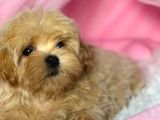Toy Poodle Sevi̇mli̇ Yavrular Ev Üreti̇mi̇