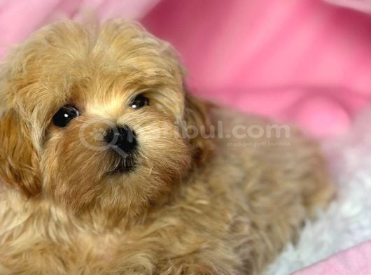 Toy Poodle Sevi̇mli̇ Yavrular Ev Üreti̇mi̇ görsel