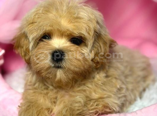 Toy Poodle Sevi̇mli̇ Yavrular Ev Üreti̇mi̇