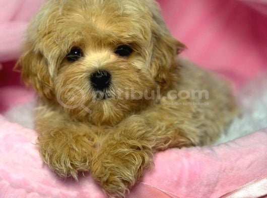 Toy Poodle Sevi̇mli̇ Yavrular Ev Üreti̇mi̇ görsel