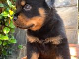 Eğitmenden Rottweiler Yavruları