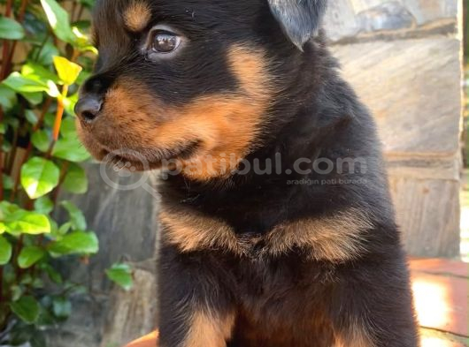 Eğitmenden Rottweiler Yavruları görsel