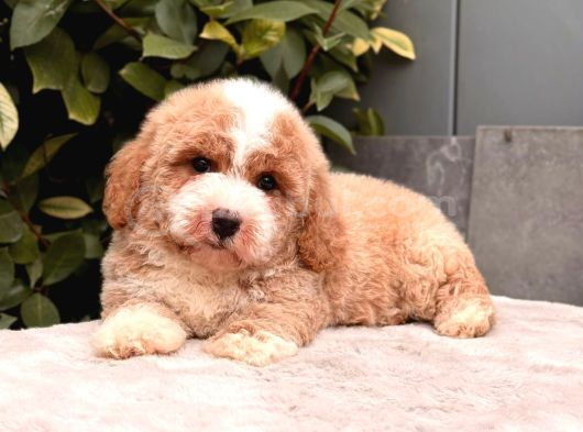 Malti̇poo Ci̇nsi̇ Yavrular Ev Üreti̇mi̇ görsel