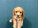 Malti̇poo Ci̇nsi̇ Yavrular Ev Üreti̇mi̇