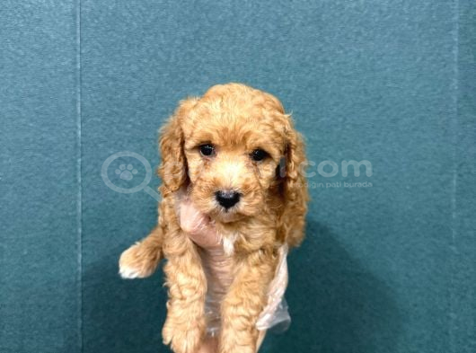 MALTİPOO CİNSİ YAVRULAR EV ÜRETİMİ