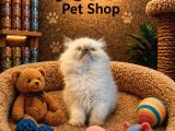 Irkının En Güzelinden British Longhair Blue Point Yavrumuz