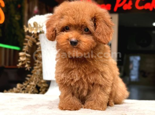 Poodle Yavrumuz Aşk Tadında görsel