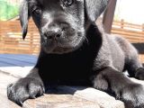 Si̇yah Labrador Retri̇ever Yavrulari