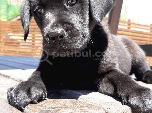 SİYAH LABRADOR RETRİEVER YAVRULARI