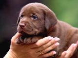 Kahverengi̇ Labrador Retri̇ever Bebekler