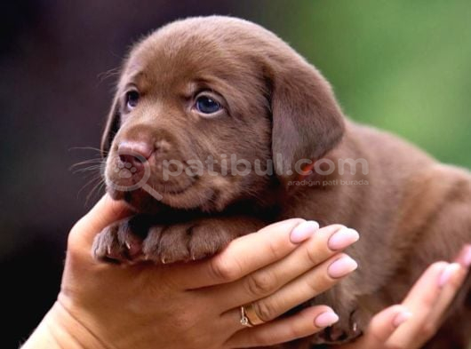 Kahverengi̇ Labrador Retri̇ever Bebekler