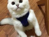 Pamuk Şekeri Bursa Sevimli Kedi Yavrusu