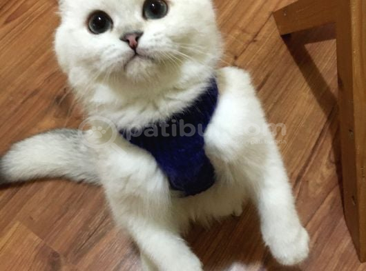 Pamuk Şekeri Bursa Sevimli Kedi Yavrusu görsel