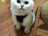 Pamuk Şekeri Bursa Sevimli Kedi Yavrusu