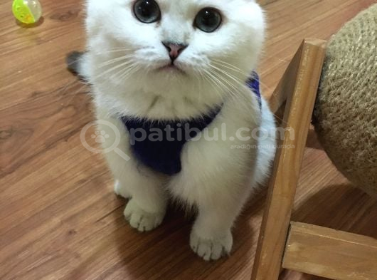 Pamuk Şekeri Bursa Sevimli Kedi Yavrusu